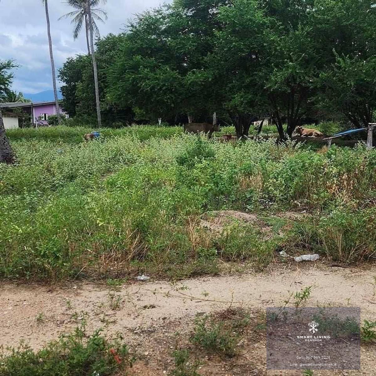 ขายที่ดินติดทะเล ประจวบคีรีขันธ์ หน้าหาดยาว 85 เมตร น้ำใส ทรายขาว ศักยภาพพัฒนาโครงการชายฝั่ง