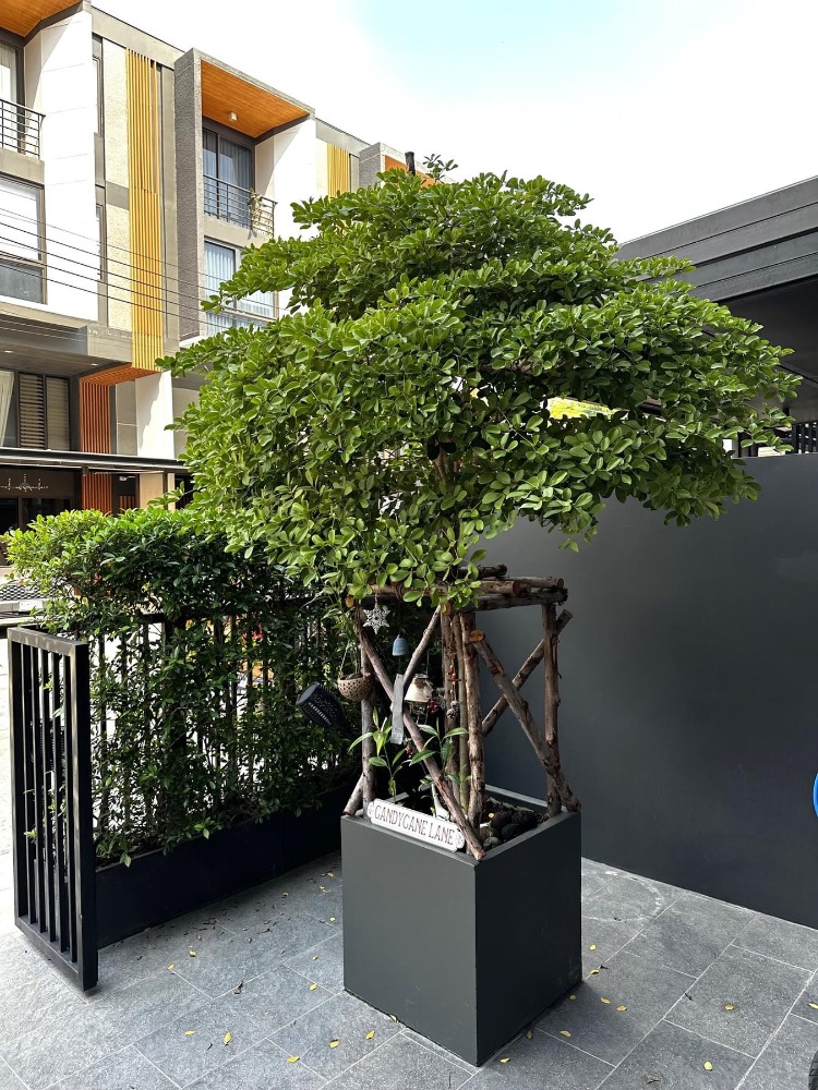 🏡ให้เช่า ทาวน์เฮ้าส์หรูหราเงียบสงบในหมู่บ้าน Shizen ถนนพัฒนาการ 32 มีสวนสวยร่มรื่น ตกแต่งด้วยเฟอร์นิเจอร์ทันสมัยครบชุด สร้างบรรยากาศอบอุ่น อยู่สบาย
