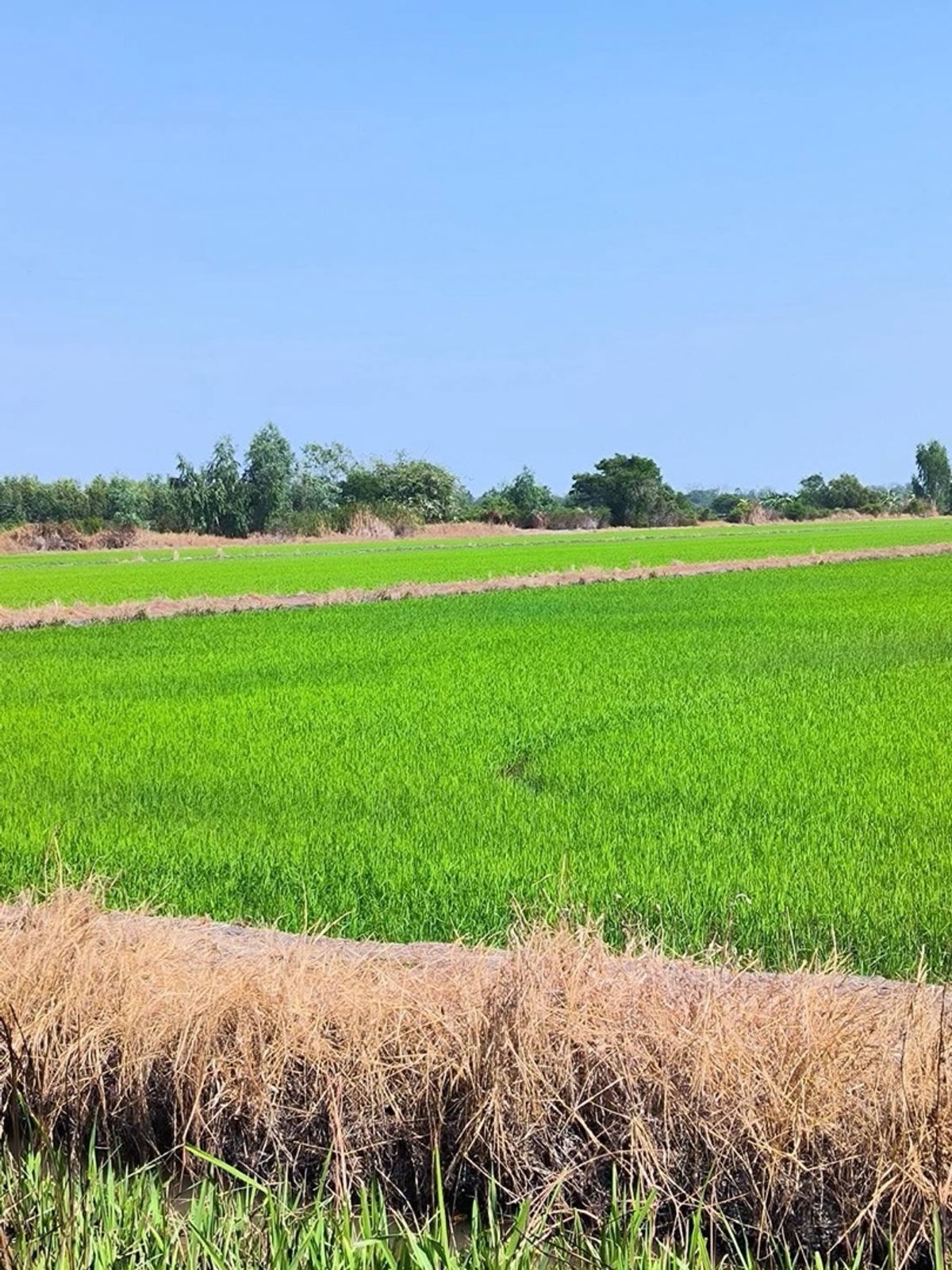 📢👇โอกาสทองสำหรับนักลงทุน! ที่ดินแปลงใหญ่ คลองหลวง – พื้นที่สีชมพู ทำเลศักยภาพ เหมาะพัฒนาโครงการได้หลากหลาย ไม่ว่าจะเป็นศูนย์การเรียนรู้เชิงเกษตร ฟาร์ม คาเฟ่ โครงการบ้านจัดสรร โกดัง หรือโรงงานขนาดใหญ่