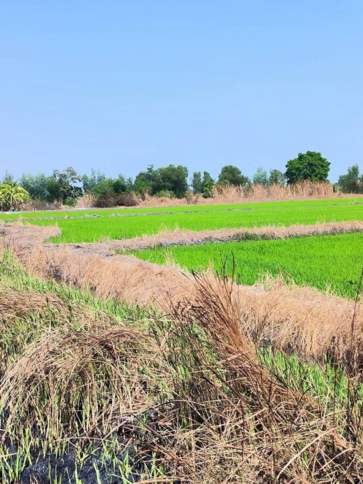📢👇โอกาสทองสำหรับนักลงทุน! ที่ดินแปลงใหญ่ คลองหลวง – พื้นที่สีชมพู ทำเลศักยภาพ เหมาะพัฒนาโครงการได้หลากหลาย ไม่ว่าจะเป็นศูนย์การเรียนรู้เชิงเกษตร ฟาร์ม คาเฟ่ โครงการบ้านจัดสรร โกดัง หรือโรงงานขนาดใหญ่
