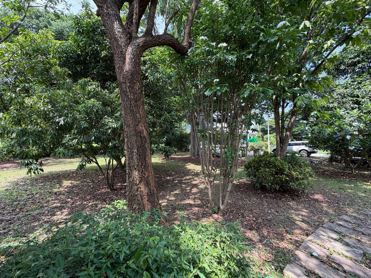 ขายบ้านสวน ปากช่องกลางดง ใกล้เขาใหญ่ ที่ดินขนาดใหญ่ 1 ไร่ 41 ตร.ว. เหมาะสำหรับบ้านพักตากอากาศ